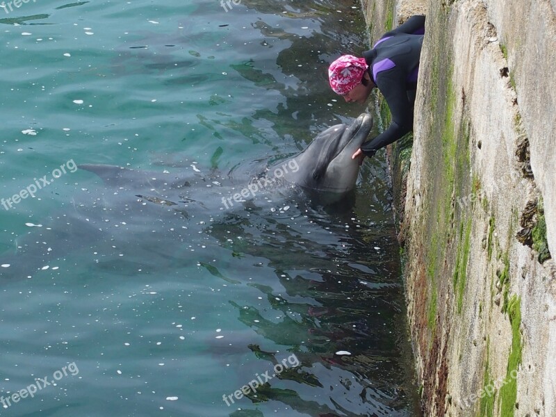 Dolphins Water Meeresbewohner Water Creature Swim