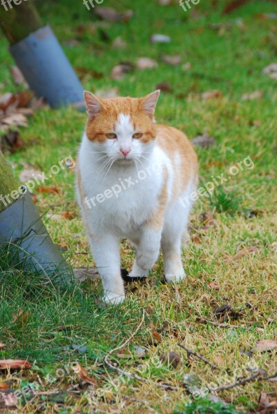 Cat Animal Kitten Fur Ginger At The Court Of