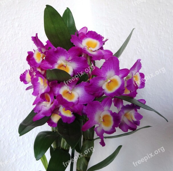 Flowers Orchids Purple Dendrobium-mobile Free Photos