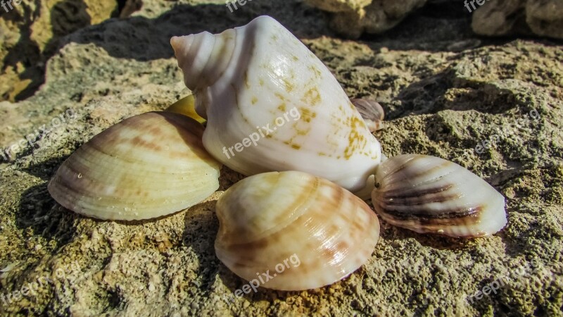 Shells Beach Nature Sea Cyprus