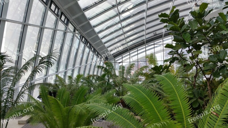 Orangery Garden Fern Inside City