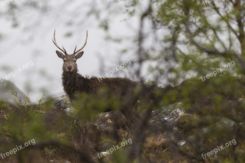 Red Deer Scotland Highlands Wildlife Deer