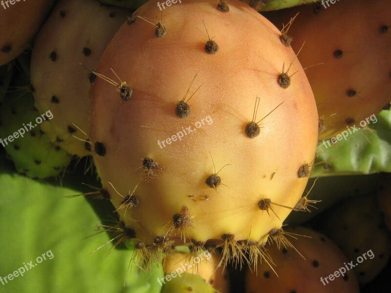 Prickly Pear Ficus Indica Cactus Prickly Spur