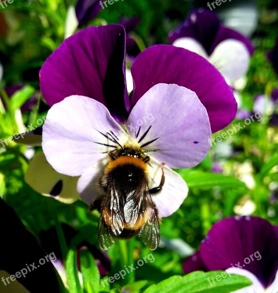 Bumble-bee Insect Flower Free Photos