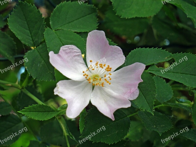 Spring Roses Bloom Flower Blossom