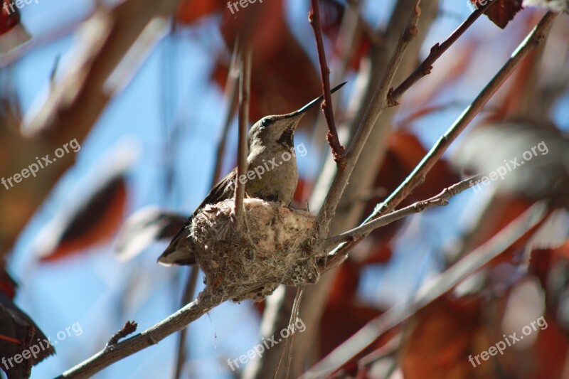 Hummingbird Small Birds Free Photos