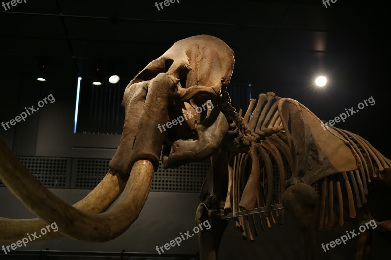 Elephant Mammoth Mamut Tusk Skeleton