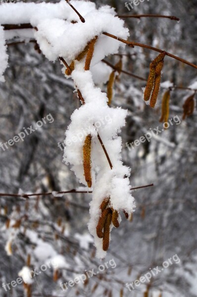 Hazel Snow Early Spring Winter Buried