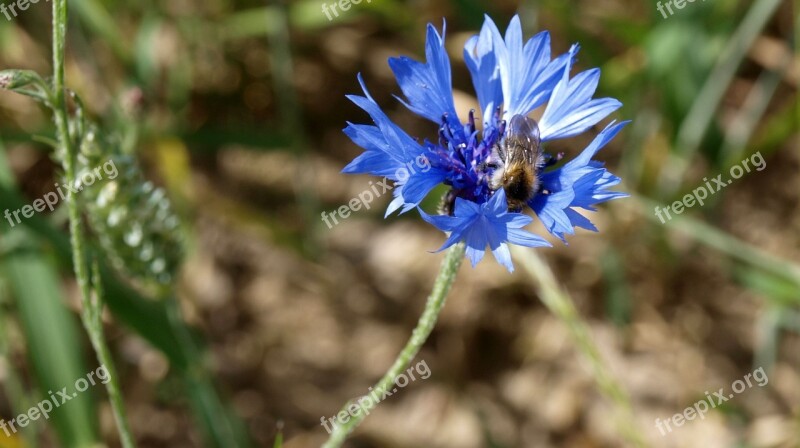 Cornflower Blue Plant Bee Blossom