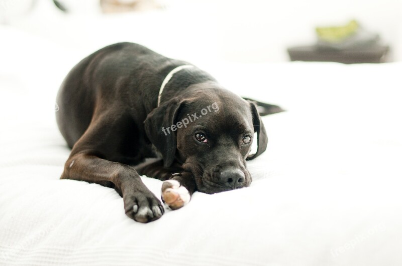 Dog Canine Domestic Black Puppy