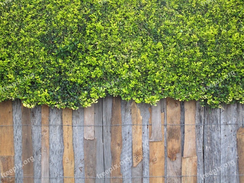 Wall Wooden Wall Rustic Shrub Plant