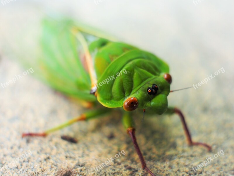 Cicada Green Macro Eyes Wings