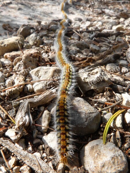 Processionary Plague Pine Caterpillars Row