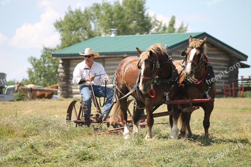 Belgian Horses Team Harness Draft Agriculture