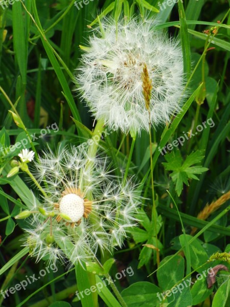 Dandelion Meadow Nature Faded Close Up