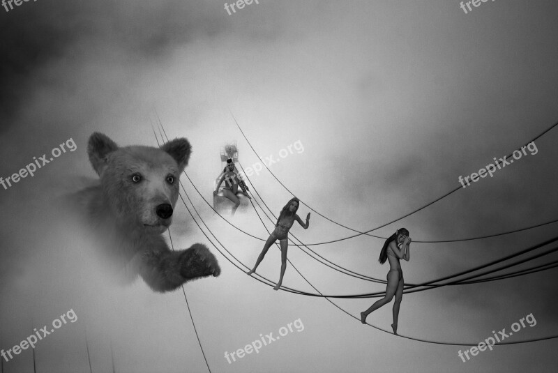 Bear Black And White Fog Mist Rope