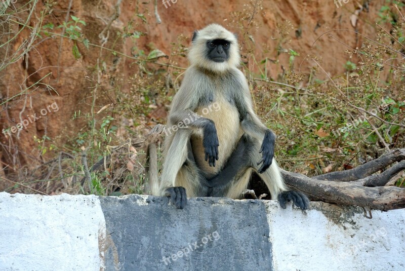 Gray Langur Monkey India Langur Wildlife