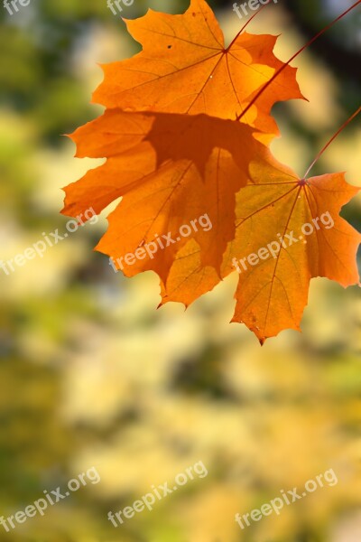 Leaves Autumn Autumn Leaf Clipart Yellow Leaves