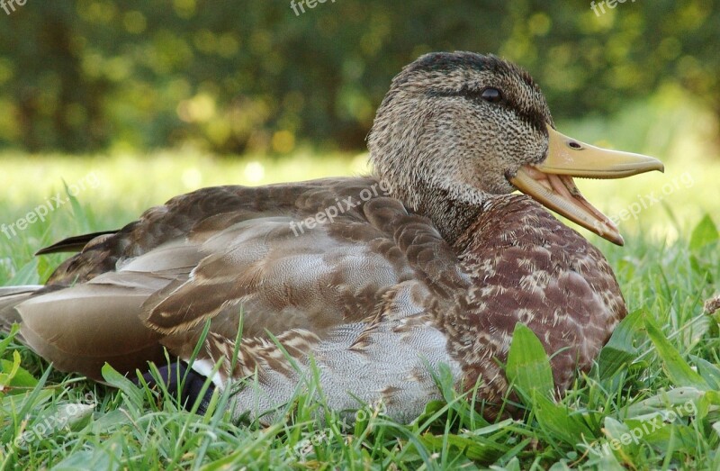 Duck Bird Animal Water Bird Close Up