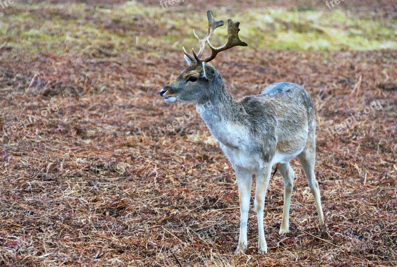 Deer Stag Red Mammal Nature