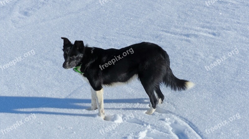 Domestic Animal Dog Collie Sheepdog Snow