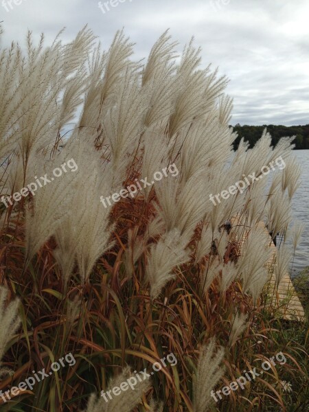 Canada Lake Nature Reeds Free Photos