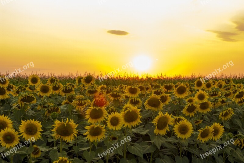 Sunflower Sunset Dramatic Sky Field Flower