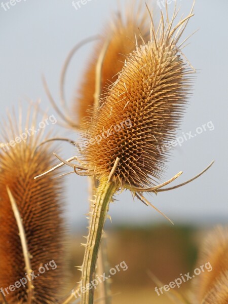 Autumn Yellow Golden Autumn Decoration Gold