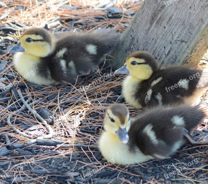 Ducks Ducklings Waterfowl Fowl Birds