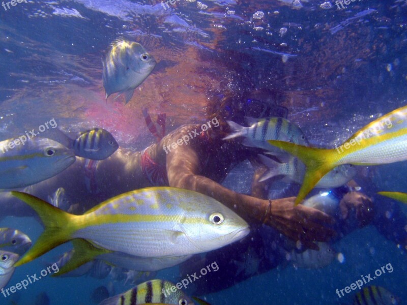 Scuba Diving Cuba Apnea Fish Ezptic