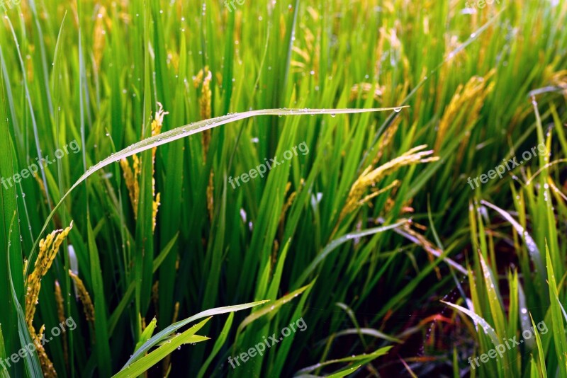 Wheat Rice Agriculture It's Raining Dew