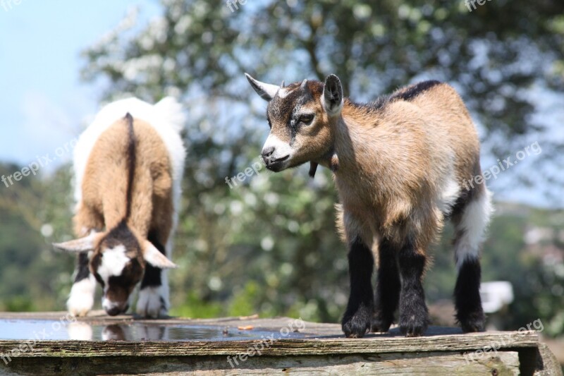 Kid Goats Farm Cornwall Goat Kid