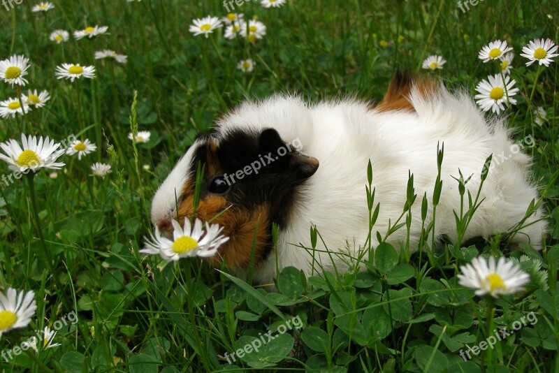 Guinea Pig Pet Rodent Animal Cavia Porcellus