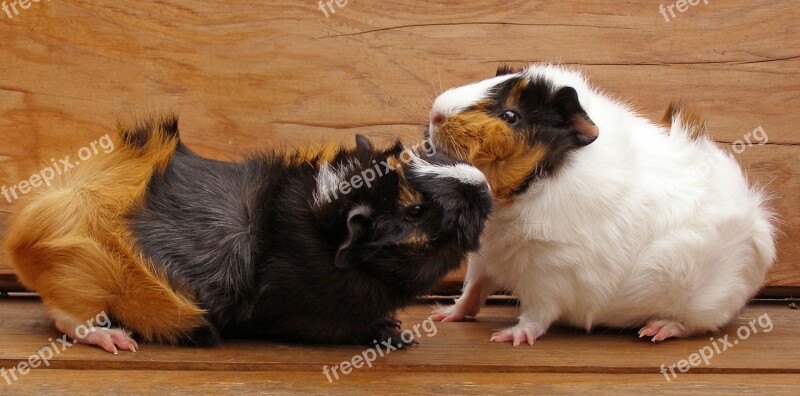 Guinea Pig Pet Rodent Animal Cavia Porcellus