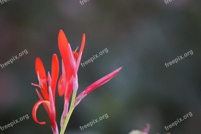 Flowers Red Colorful Beautiful Nature