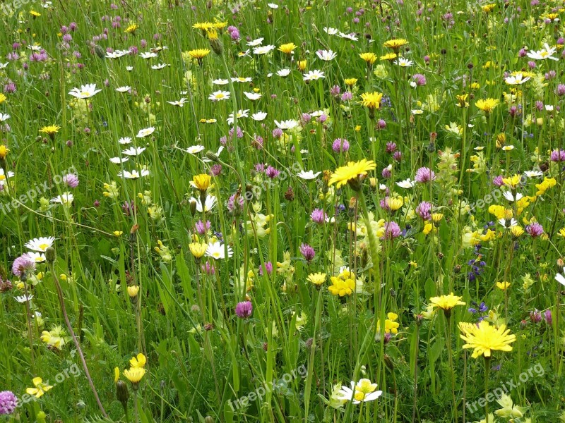 Flower Meadow Nature Mountain Meadow Summer Pyrenees