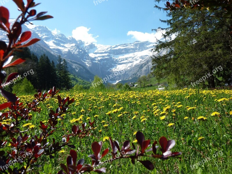 Flower Meadow Dandelion Mountain Meadow Mountains Pyrenees