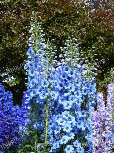 Larkspur Blue Blossom Bloom Hahnenfußgewächs