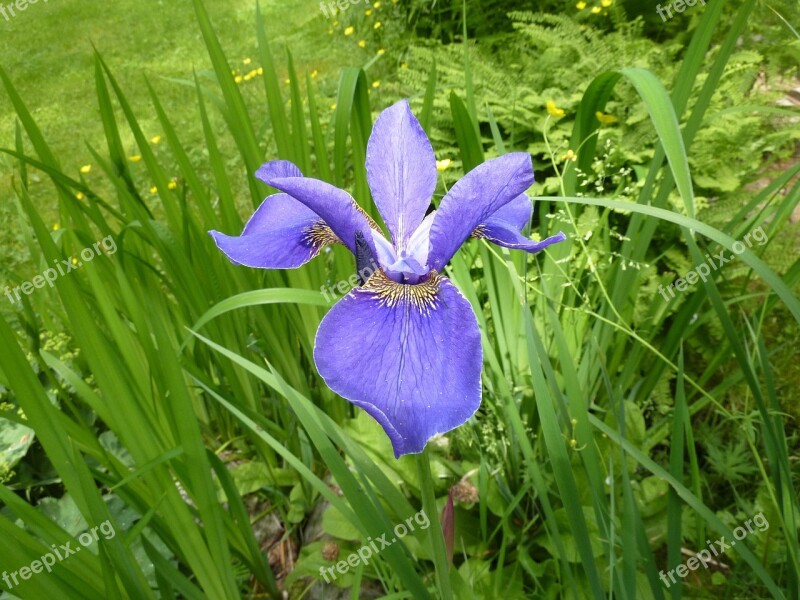 Iris Blue Nature Blossom Bloom