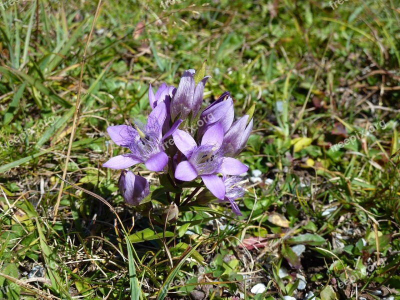 Stem Loose Gentian Blue Wild Flower Mountains Free Photos