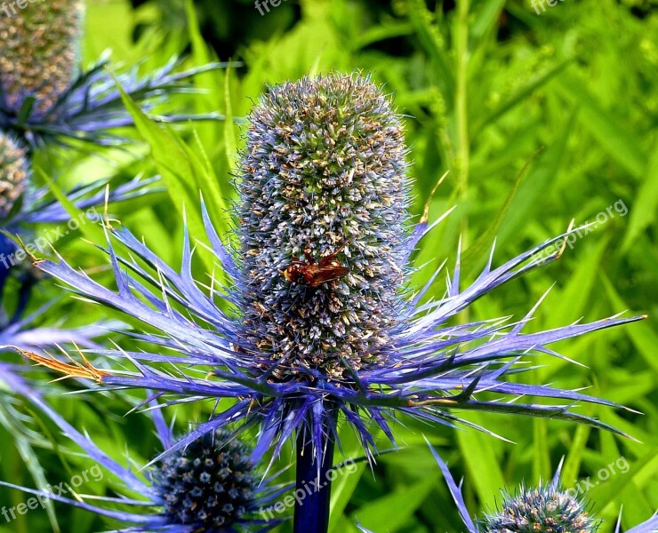 Thistle Wild Flower Blue Nature Dry Meadow