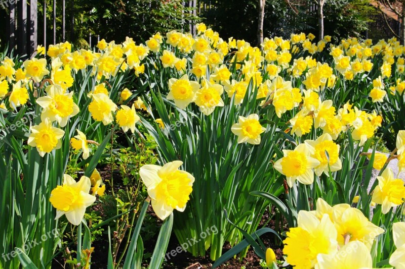 Daffodils Spring Easter Garden Flower