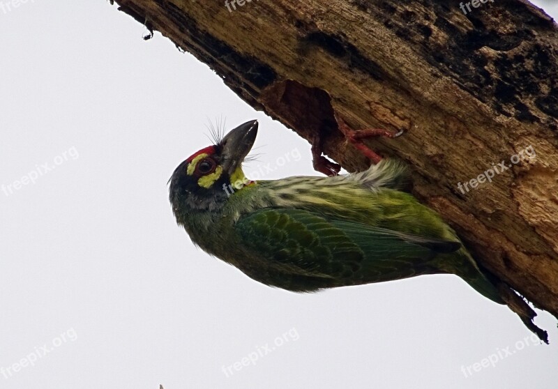 Coppersmith Barbet Crimson-breasted Barbet Bird Coppersmith Megalaima Haemacephala