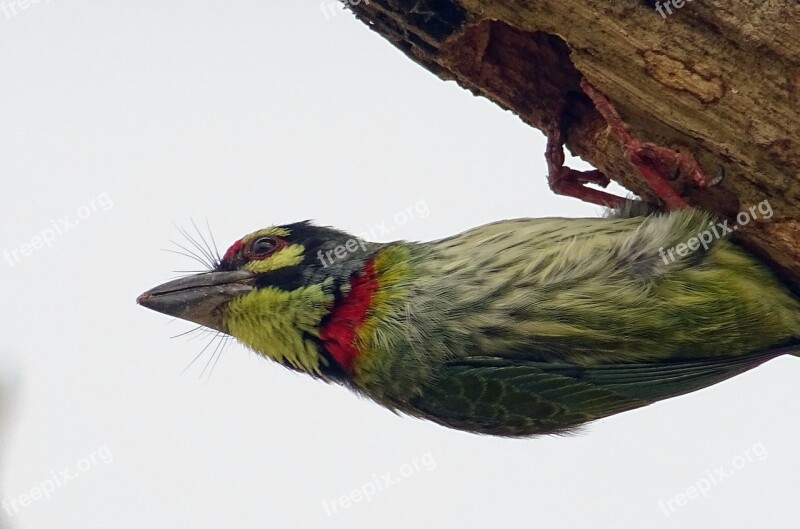 Coppersmith Barbet Crimson-breasted Barbet Bird Coppersmith Megalaima Haemacephala