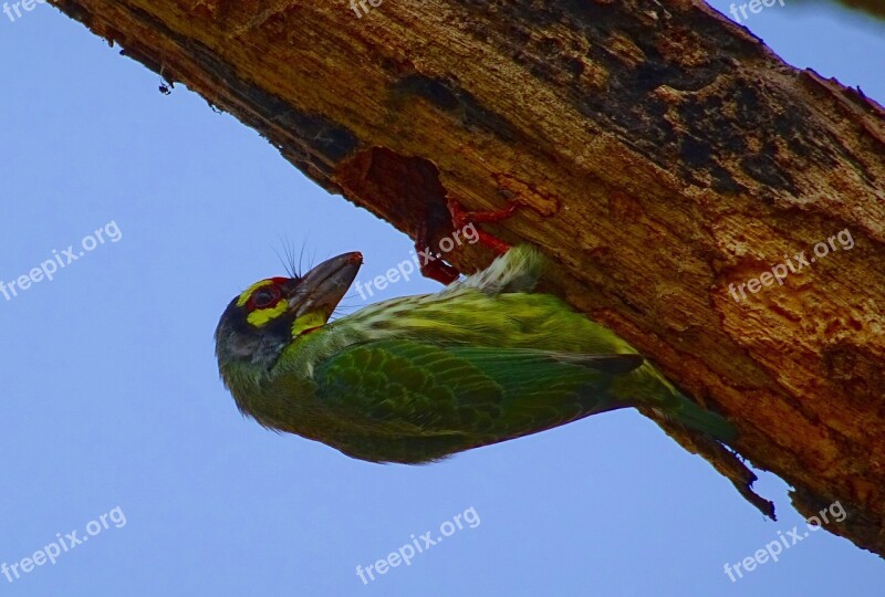 Coppersmith Barbet Crimson-breasted Barbet Bird Coppersmith Megalaima Haemacephala