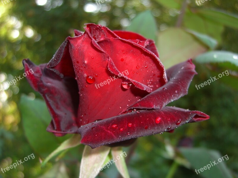 Rose Red Saucepan Floribunda Flower