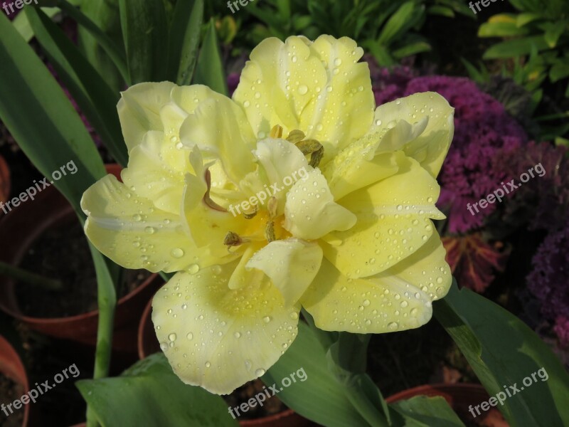 Flowers Yellow Water Drops Plant Free Photos