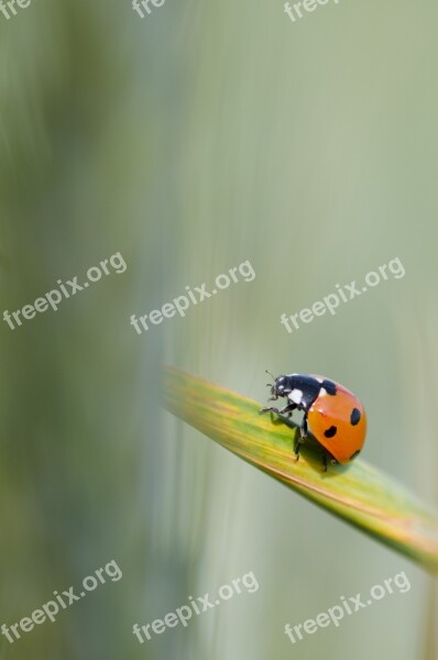 Maize Ladybug Green Yellow Insect