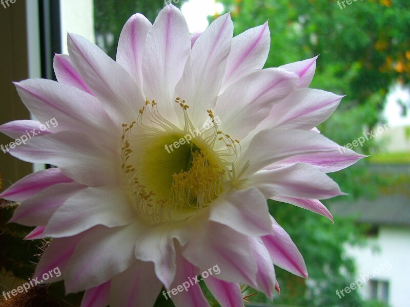 Cactus Blossom Pink Cactus Exotic Close Up