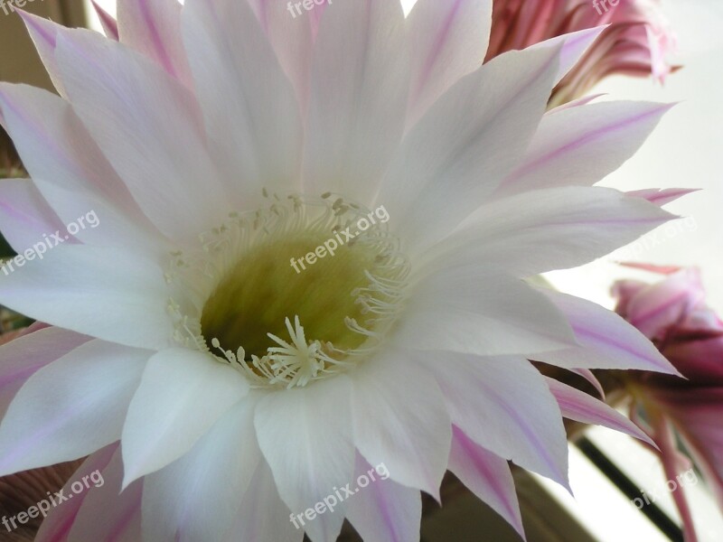 Cactus Blossom Pink Cactus Exotic Close Up